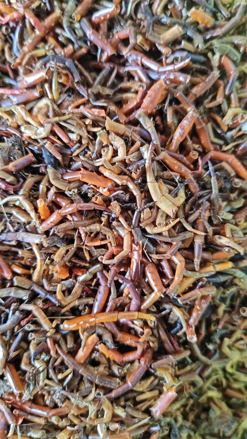 蜈蚣脚合适打粉用