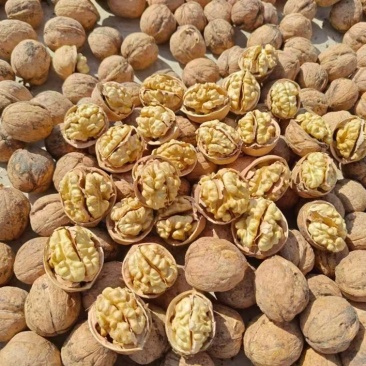 【包邮】精品185纸皮核桃当季现货新鲜现摘，欢迎下单采购