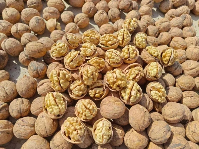 【包邮】精品185纸皮核桃当季现货新鲜现摘，欢迎下单采购