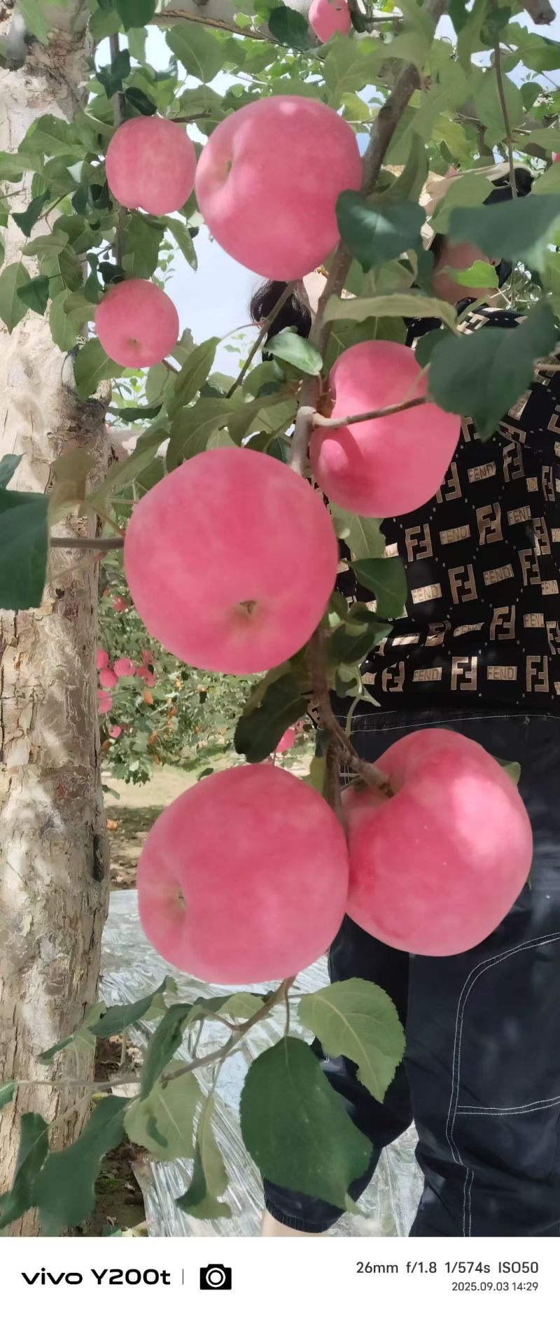 静宁县早熟红富士苹果