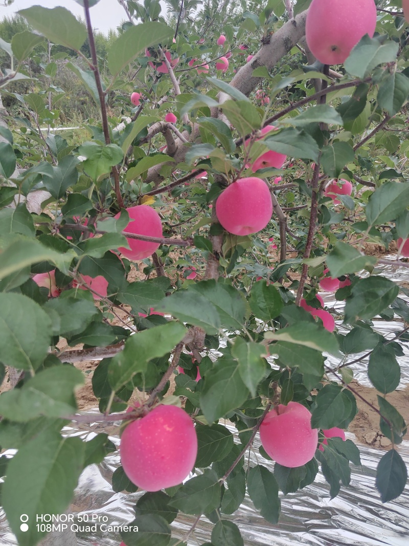 静宁县早熟红富士苹果