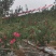 静宁县早熟红富士苹果