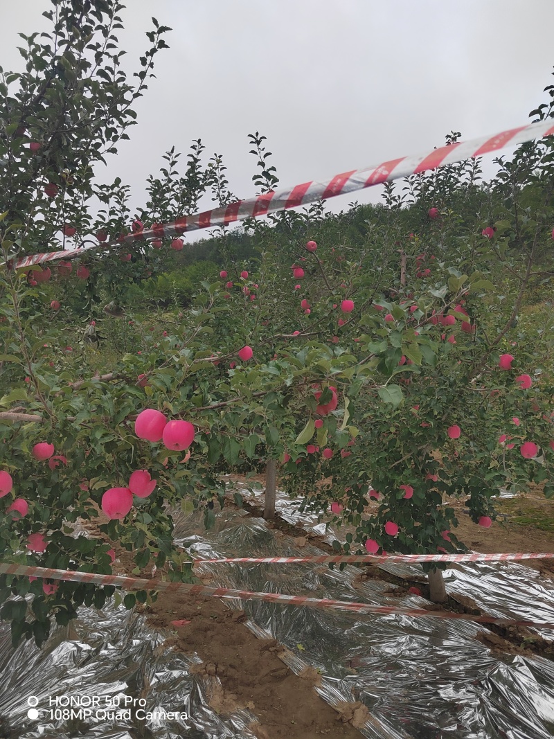 静宁县早熟红富士苹果
