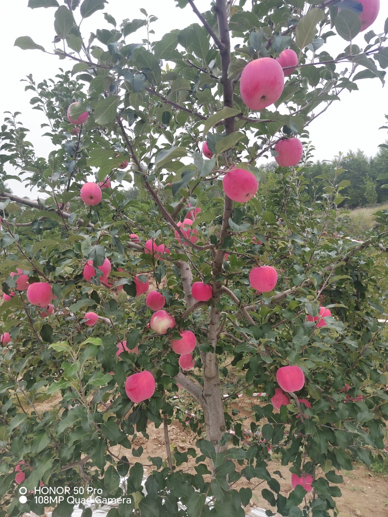 静宁县早熟红富士苹果