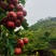 7月红山楂大量上市