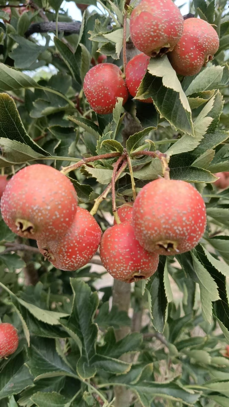 7月红山楂大量上市
