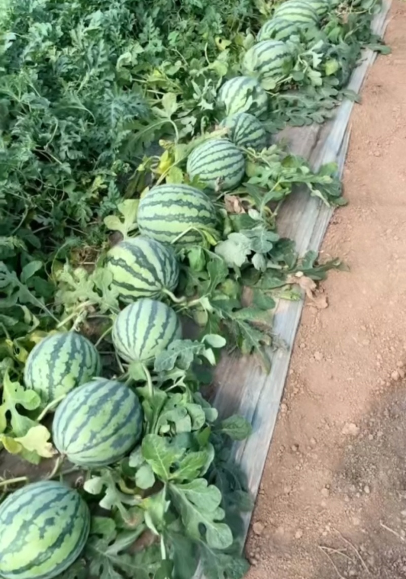 特小凤西瓜产地直销货源充足
