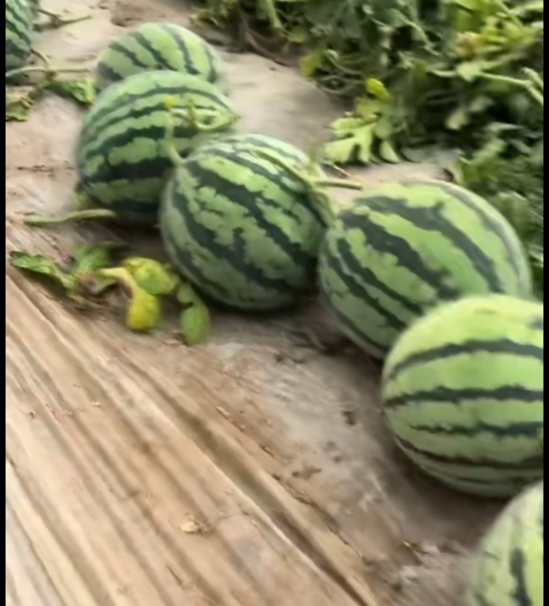 特小凤西瓜产地直销货源充足