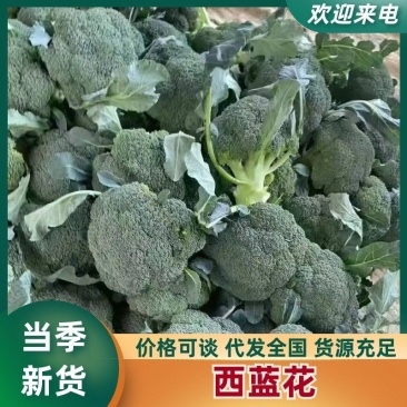 河北精品西蓝花大量上市一手货源规格齐全可对接全国欢迎来电