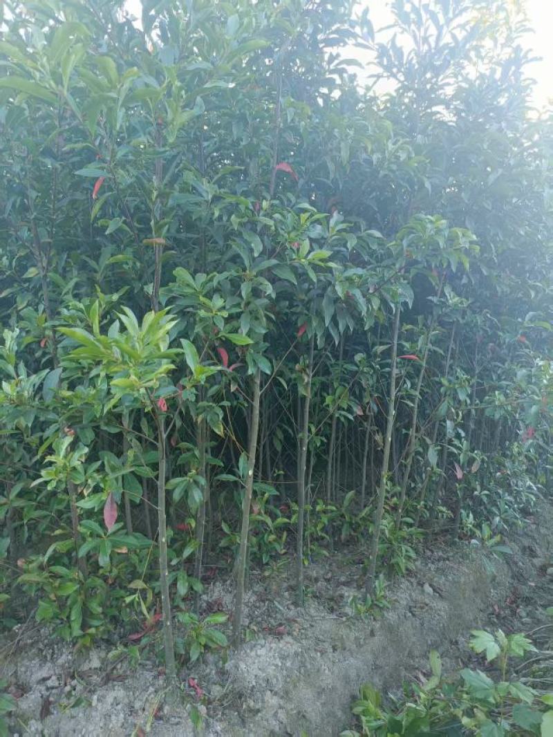 杜英杯苗地苗产地批发一手货源1-2-3-5-8-10公分