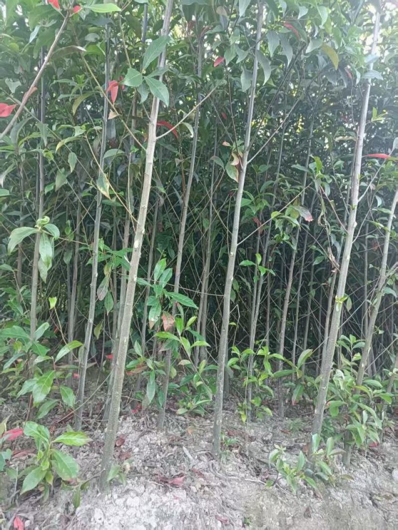 杜英杯苗地苗产地批发一手货源1-2-3-5-8-10公分