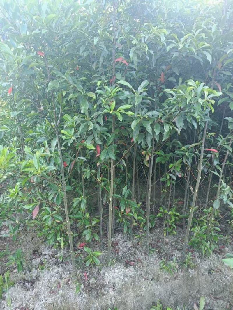杜英杯苗地苗产地批发一手货源1-2-3-5-8-10公分