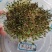 多年生紫花苜蓿种子四季高产耐寒耐旱高产牧草牛羊马鸡鸭鹅