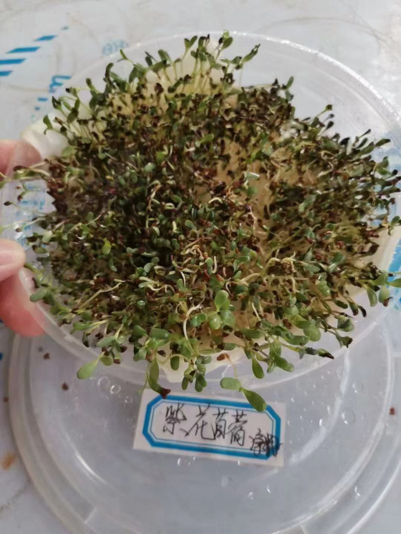 多年生紫花苜蓿种子四季高产耐寒耐旱高产牧草牛羊马鸡鸭鹅