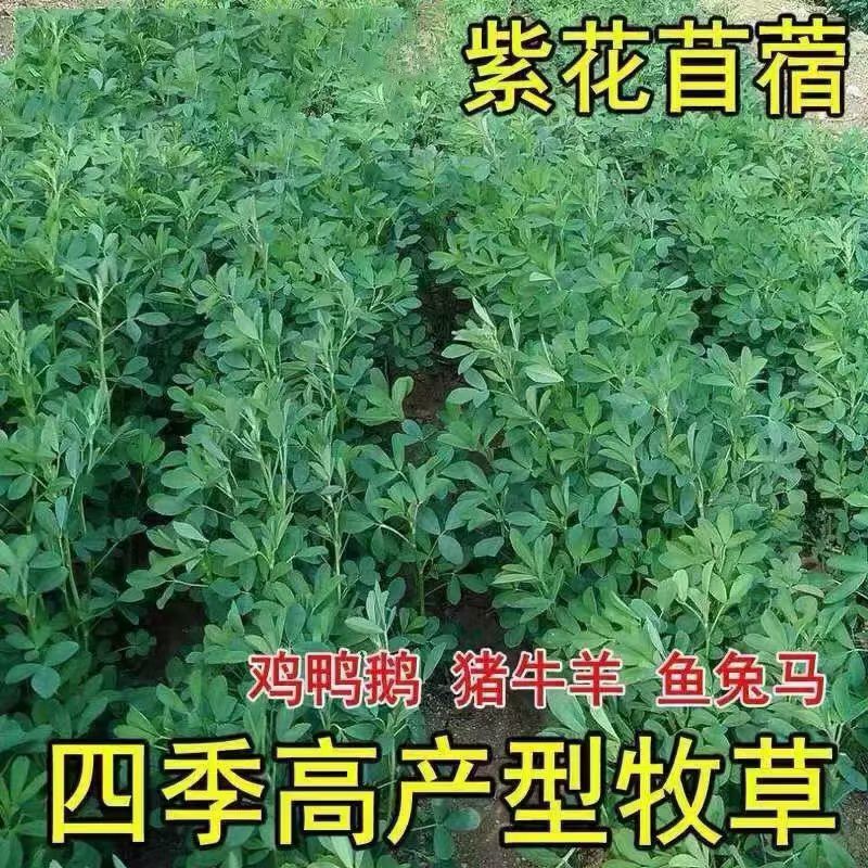 多年生紫花苜蓿种子四季高产耐寒耐旱高产牧草牛羊马鸡鸭鹅