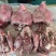 【熟牛头肉】去皮牛头肉