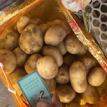 大量供应手选榆林中货1.5两到3两多8钱到1.23