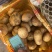 大量供应手选榆林中货1.5两到3两多8钱到1.23