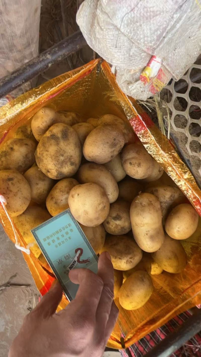 大量供应手选榆林中货1.5两到3两多8钱到1.23