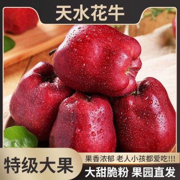 甘肃天水花牛苹果大量现货电商一件代发