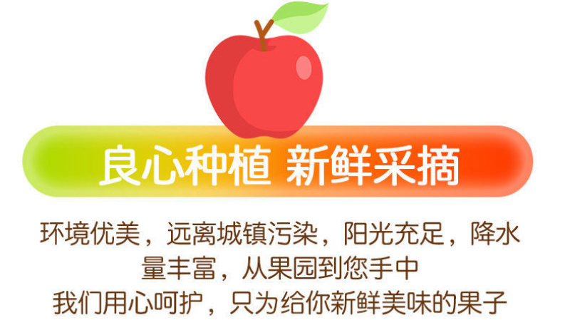 甘肃天水花牛苹果大量现货电商一件代发