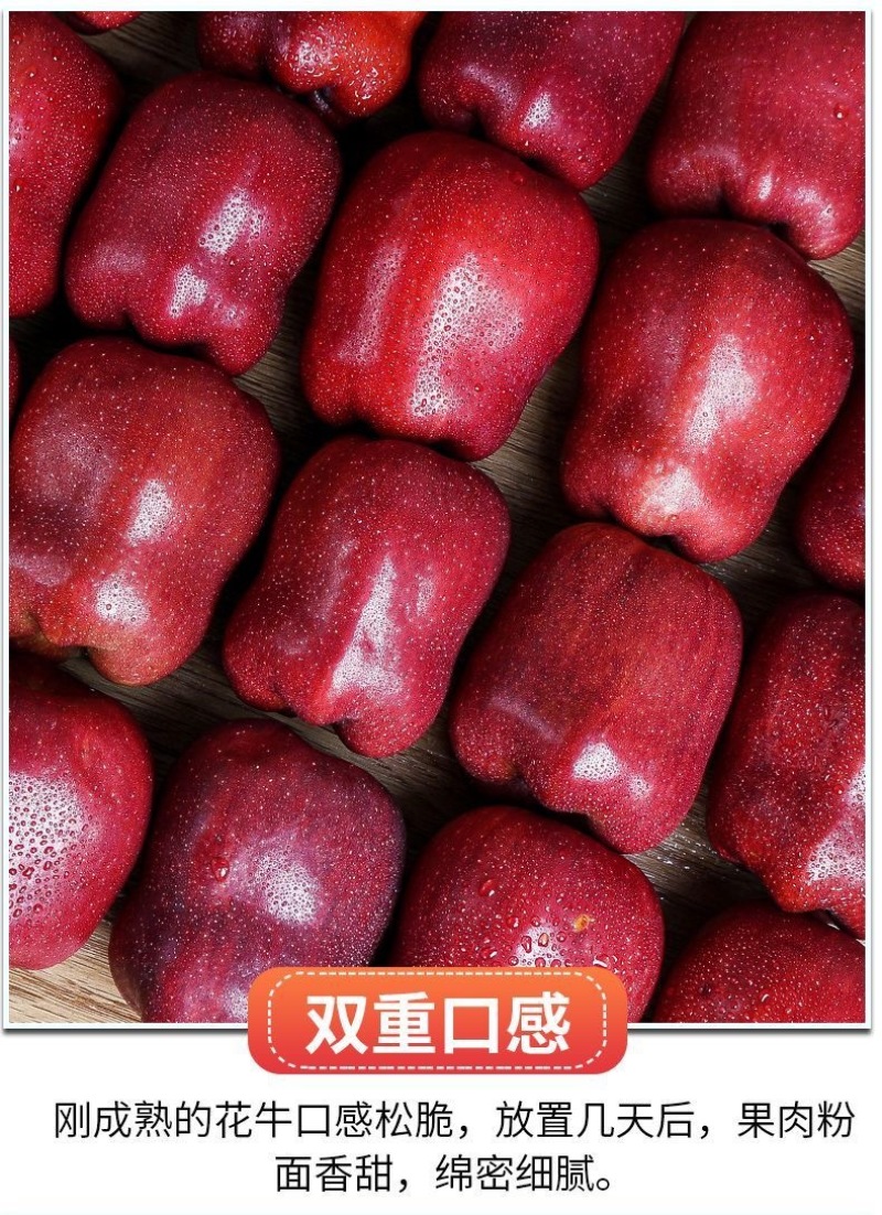 甘肃天水花牛苹果大量现货电商一件代发
