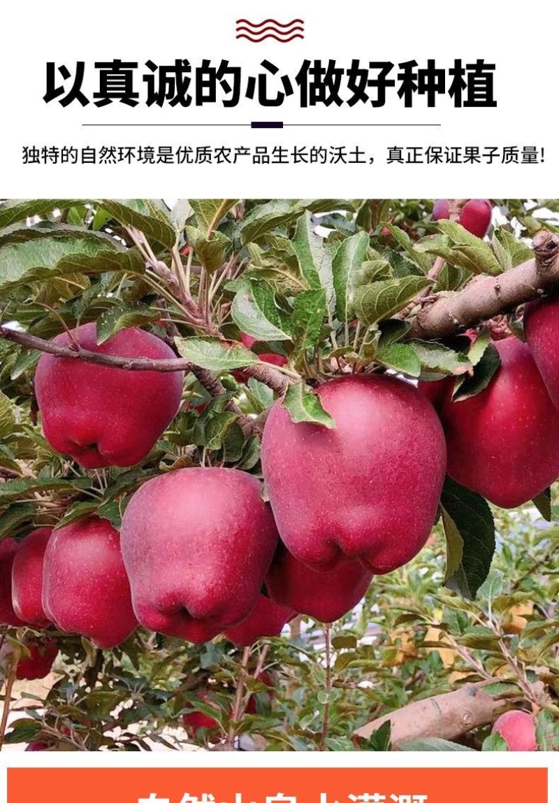 甘肃天水花牛苹果大量现货电商一件代发