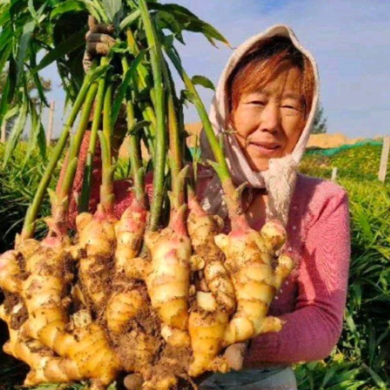 甘肃【鲜姜大黄姜】产地批发保质保量沙土姜水洗姜