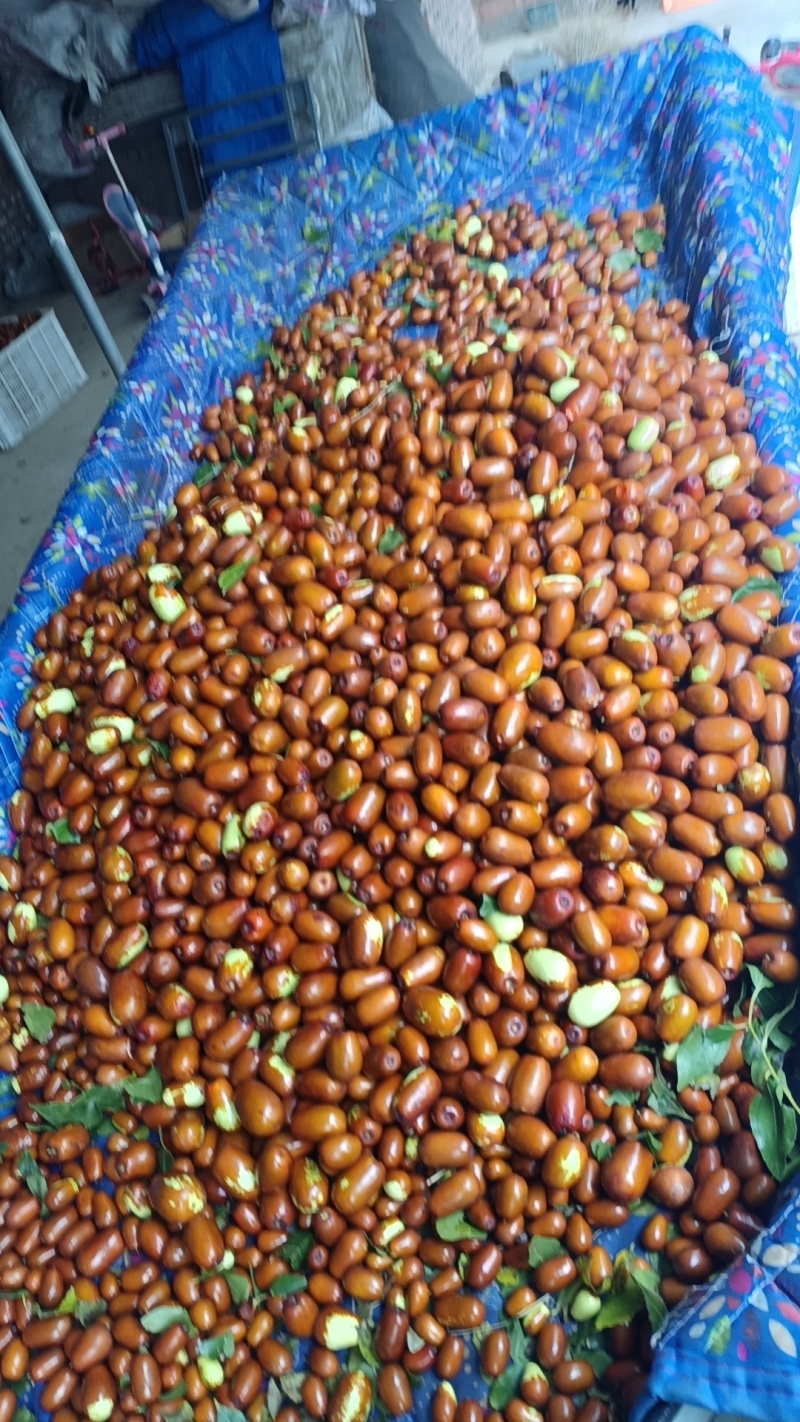 大枣