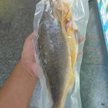 黄花鱼