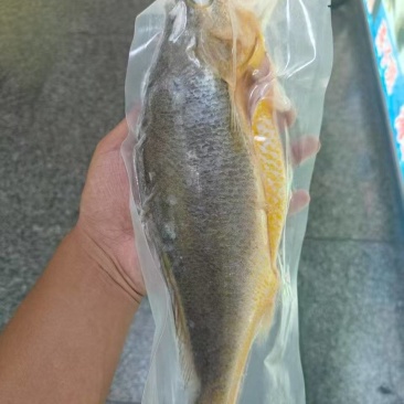 黄花鱼