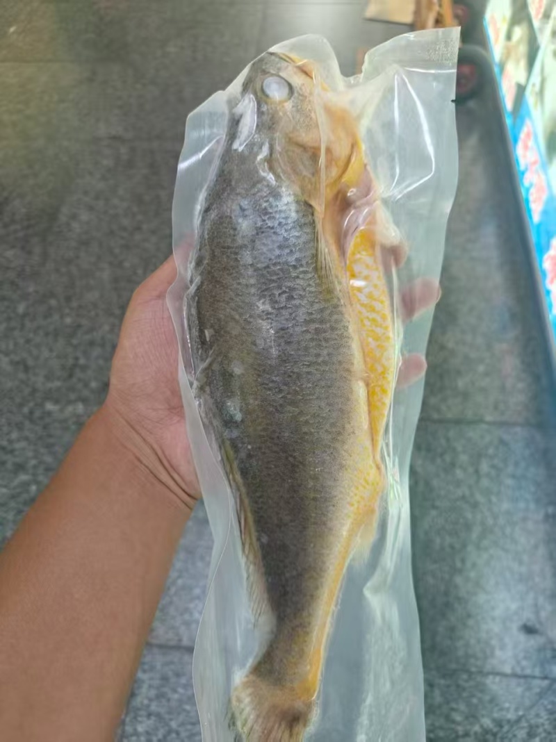 黄花鱼