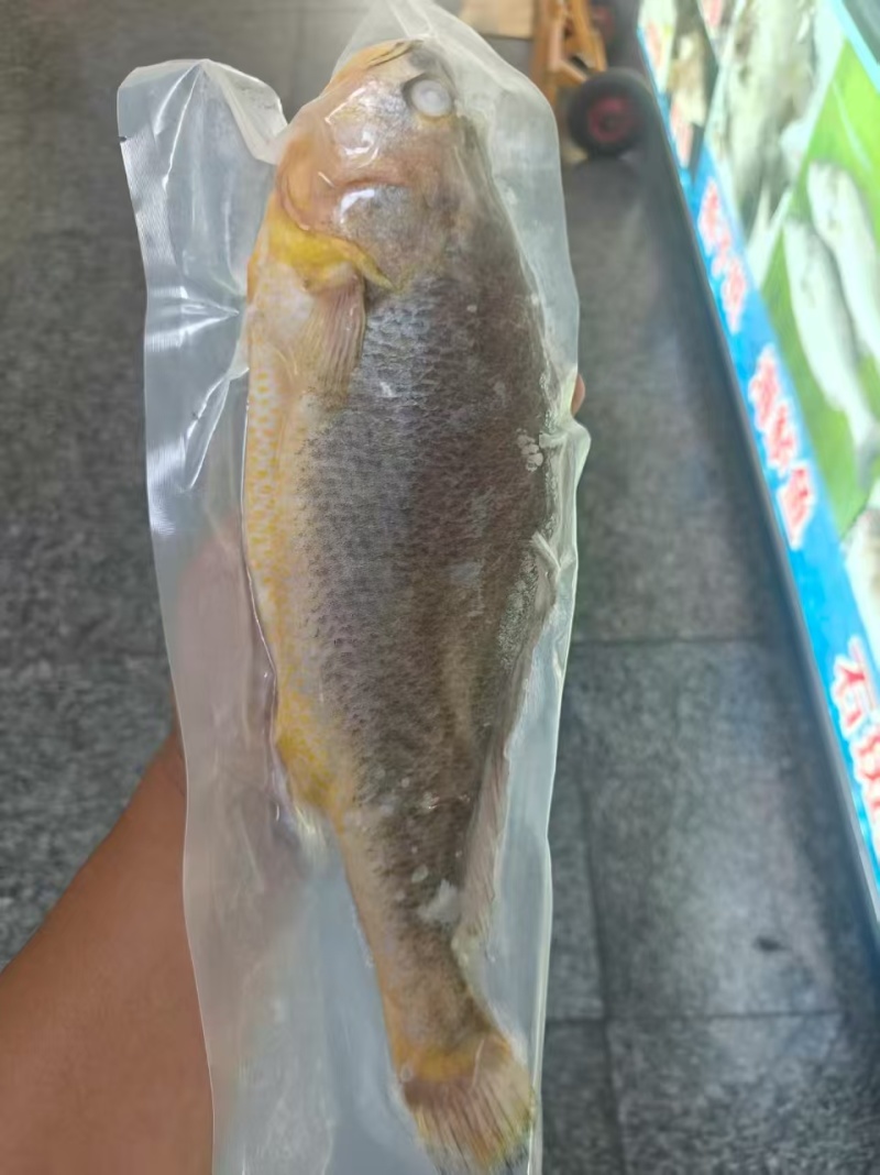 黄花鱼