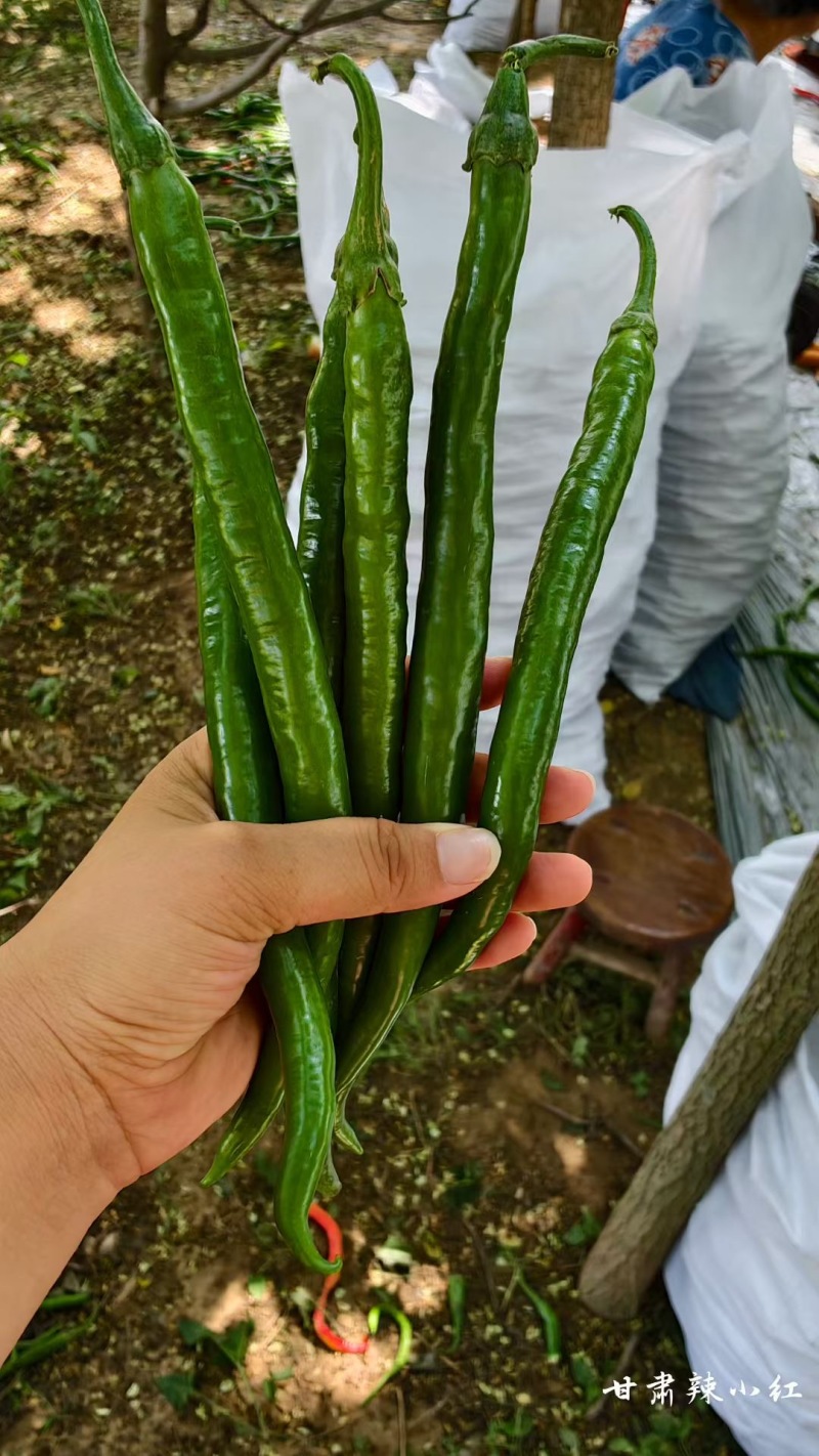 精品三号红线椒，绿线椒，大量有货，需要的联系