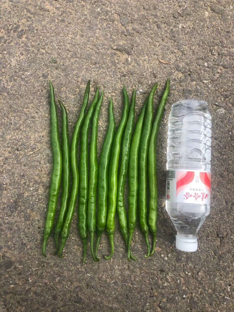 精品三号红线椒，绿线椒，大量有货，需要的联系