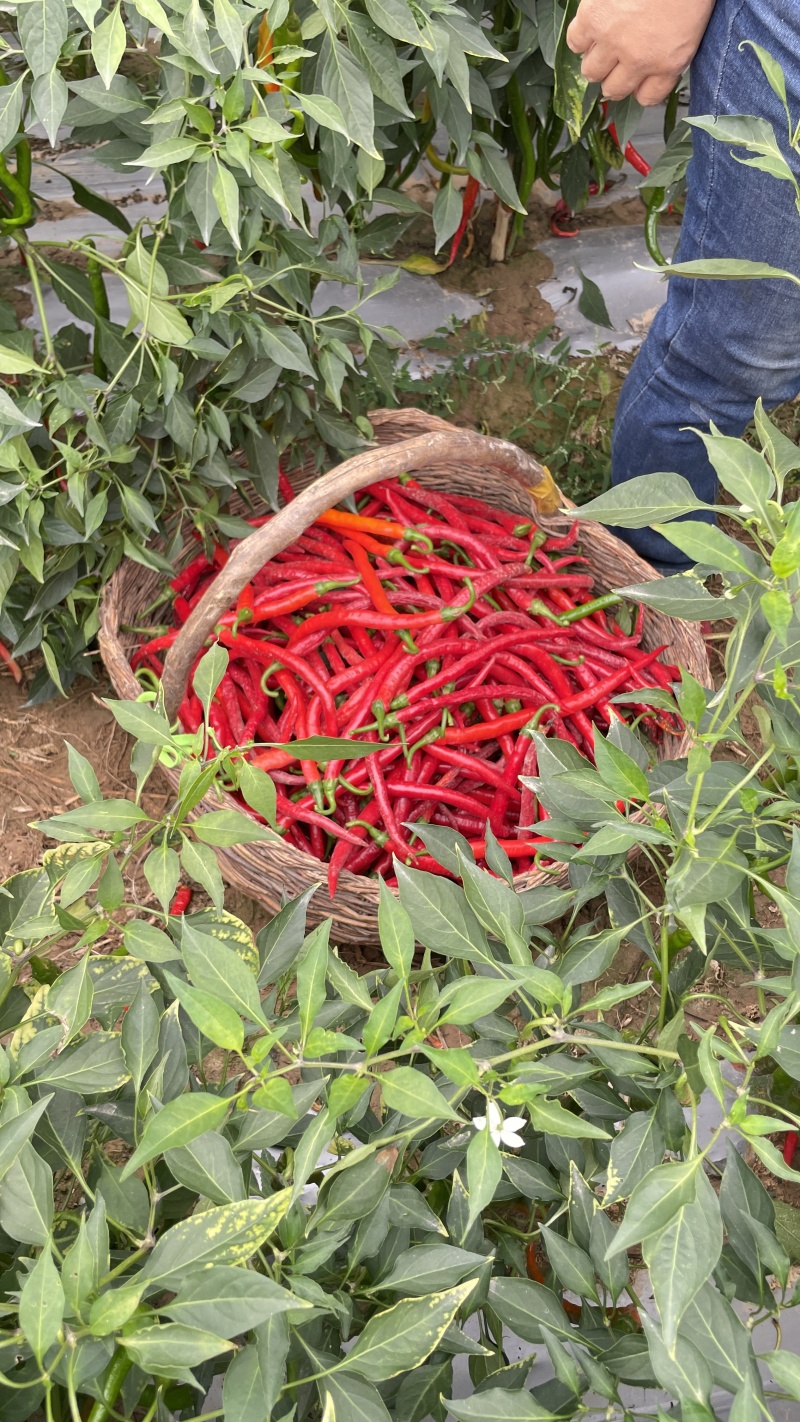 精品三号红线椒，绿线椒，大量有货，需要的联系