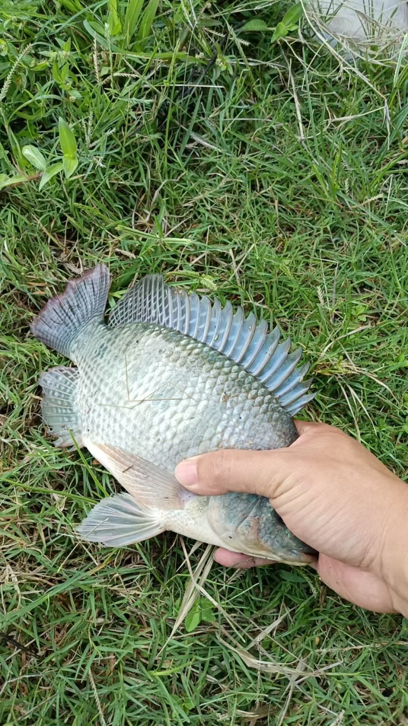 白水塘罗非鱼