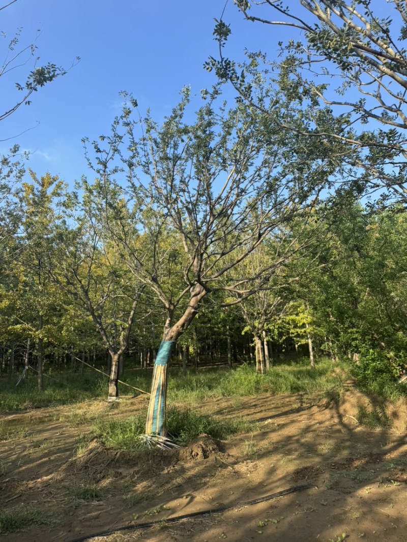 弯杆朴树，斜飘朴树，朴树，造型朴树，各种规格齐全