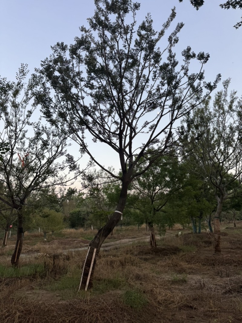 弯杆朴树，斜飘朴树，朴树，造型朴树，各种规格齐全