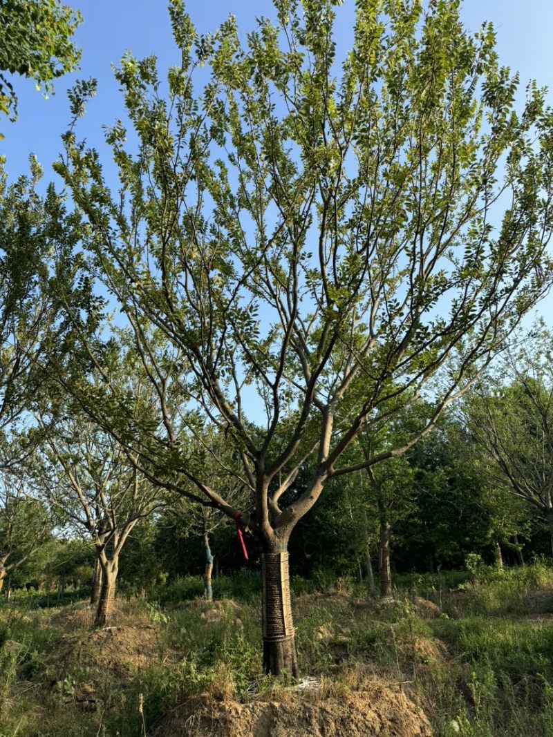 弯杆朴树，斜飘朴树，朴树，造型朴树，各种规格齐全