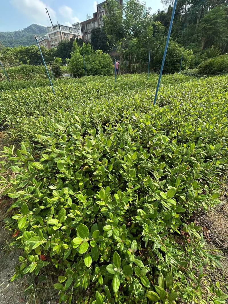 桃金娘苗绿化苗桃金娘基地直供量大价格优惠