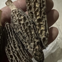 羊肚菌头茬厚肉7妹精品货