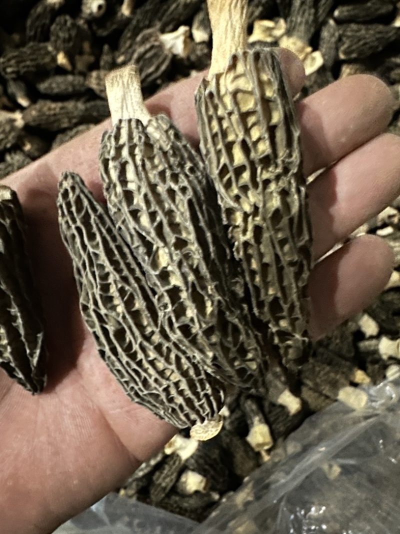 羊肚菌头茬厚肉7妹精品货