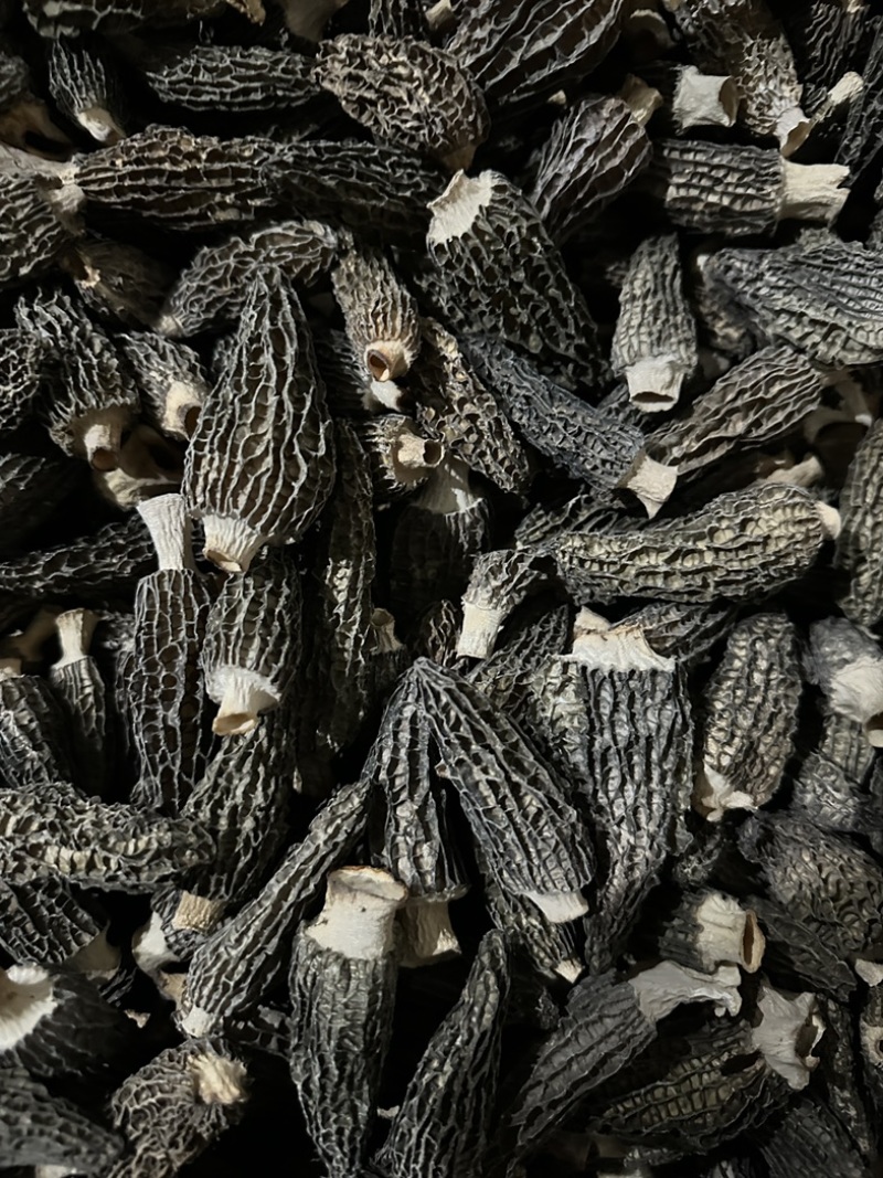 羊肚菌头茬厚肉7妹精品货