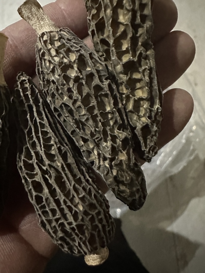 羊肚菌头茬厚肉7妹精品货