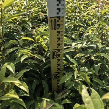 阴香苗绿化苗阴香苗自家基地直供量大价格优惠