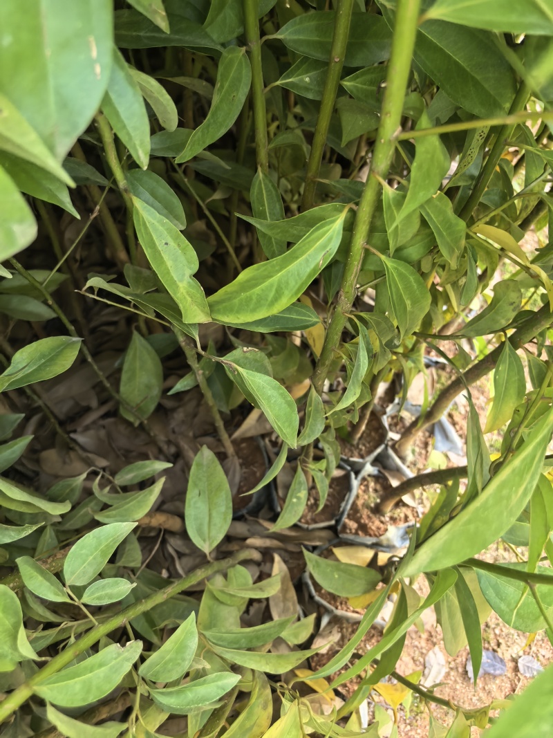 阴香苗绿化苗阴香苗自家基地直供量大价格优惠