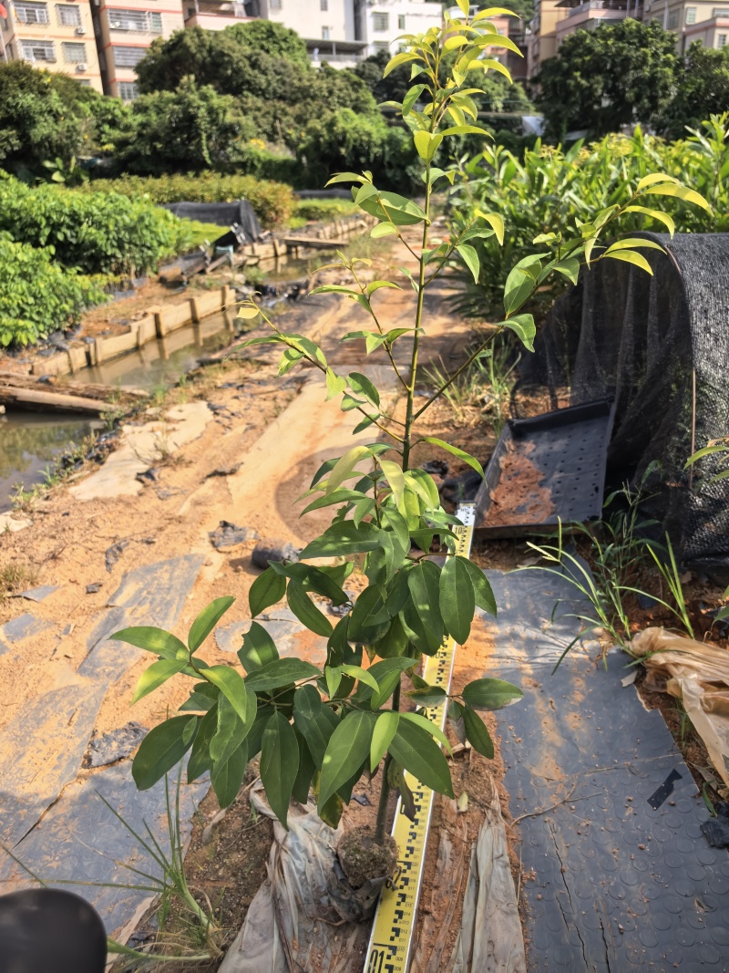 阴香苗绿化苗阴香苗自家基地直供量大价格优惠