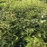 阴香苗绿化苗阴香苗自家基地直供量大价格优惠