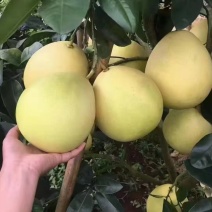 广西容县特产三红蜜柚